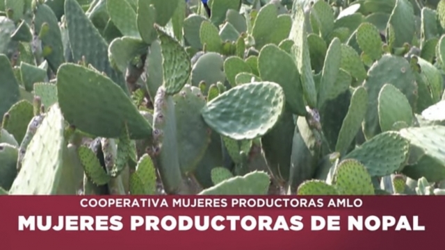 Cooperativa Mujeres Productoras de Nopal