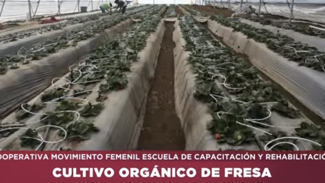 Cooperativa Cultivo Orgánico de Fresa